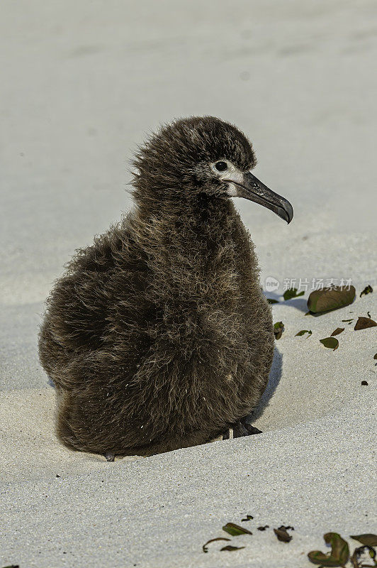 The Laysan Albatross, Phoebastria immutabilis, is a large seabird that ranges across the North Pacific. On Papahānaumokuākea Marine National Monument, Midway Island, Midway Atoll, Hawaiian Islands.